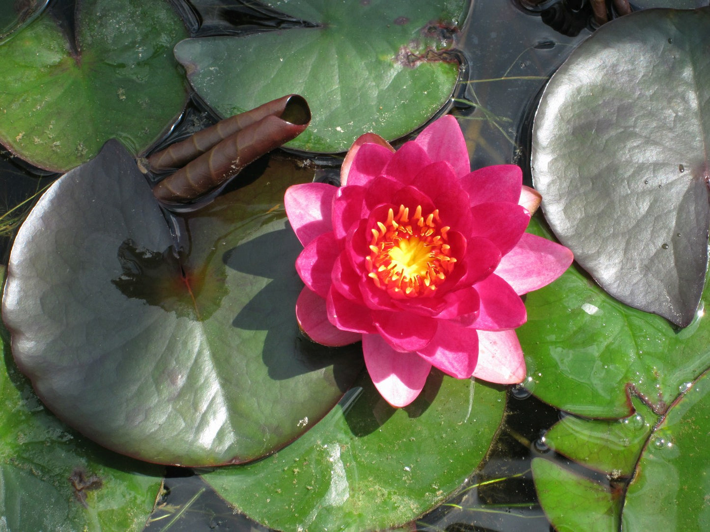 Nymphaea James Brydon Water Lily