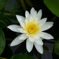Nymphaea Marliacea Albida Water Lily