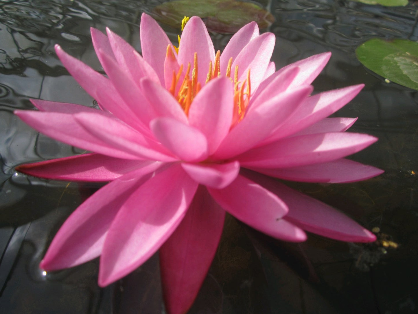 Nymphaea Mayla Water Lily