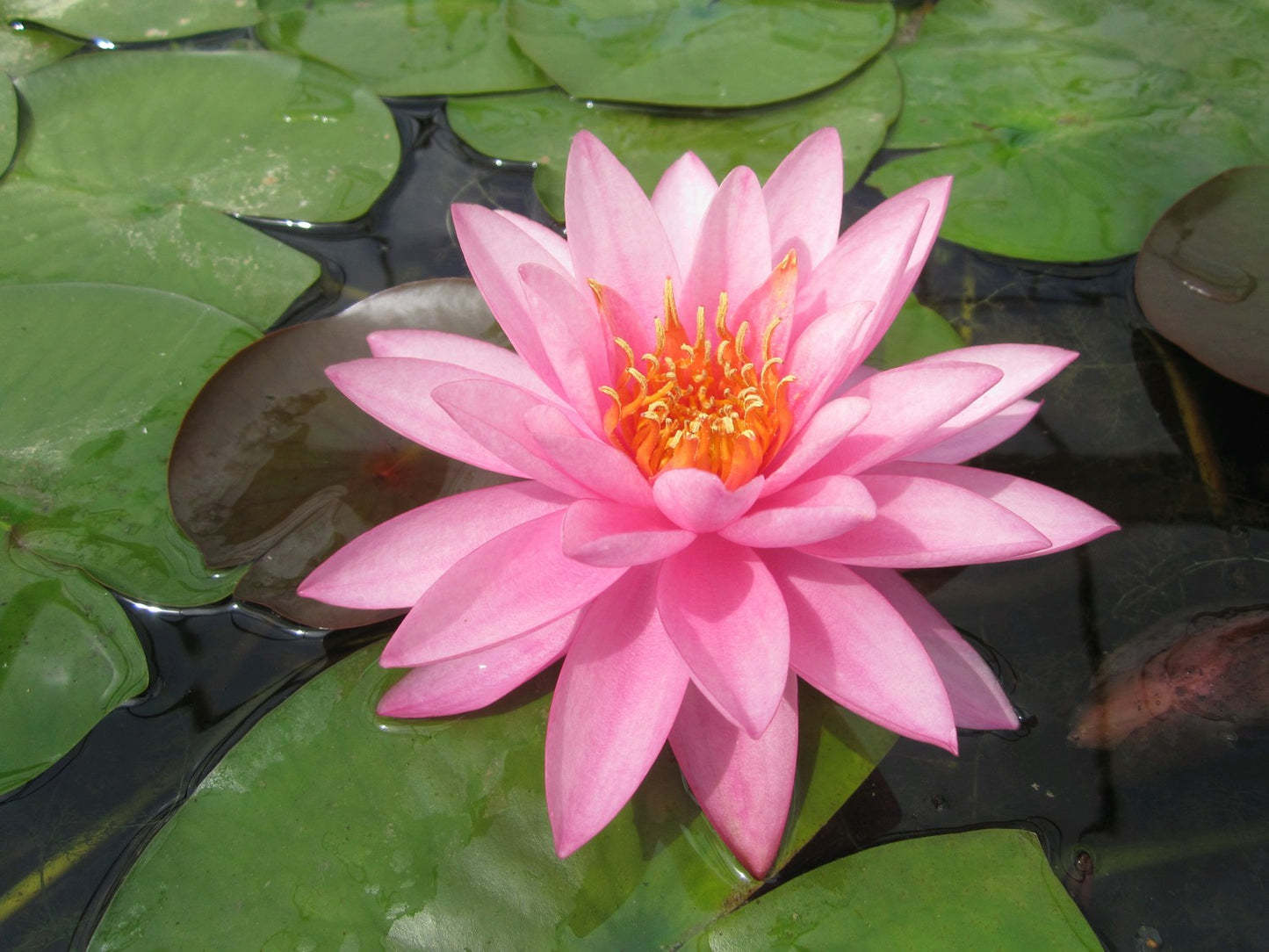 Nymphaea Mayla Water Lily