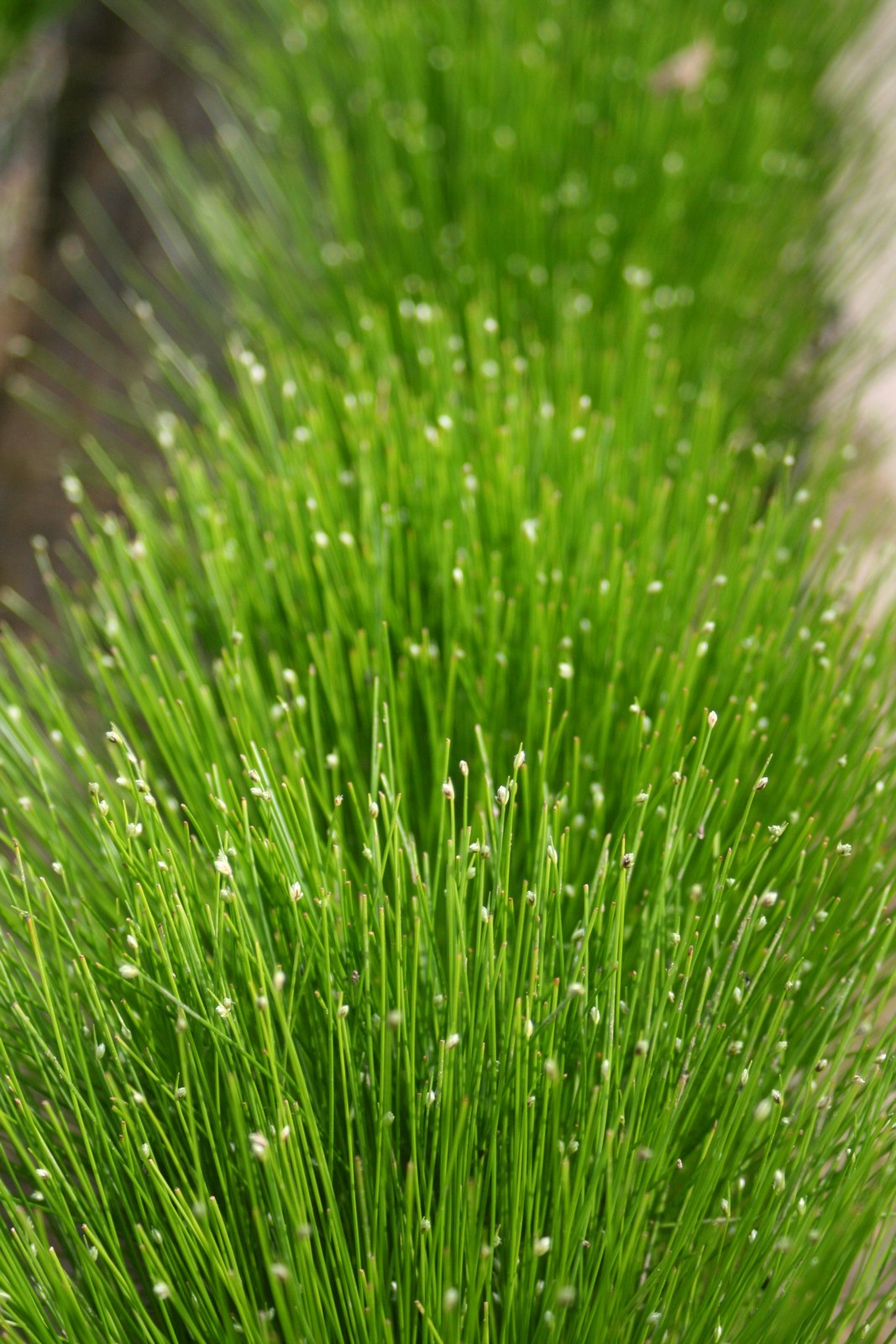 Scirpus cernuus