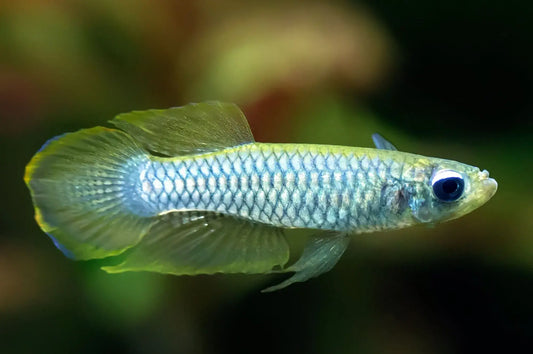 Norman's Lampeye fish