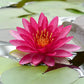Nymphaea Attraction Water Lily