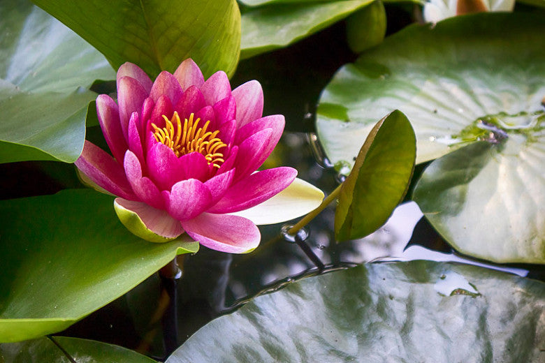 Nymphaea James Brydon Water Lily