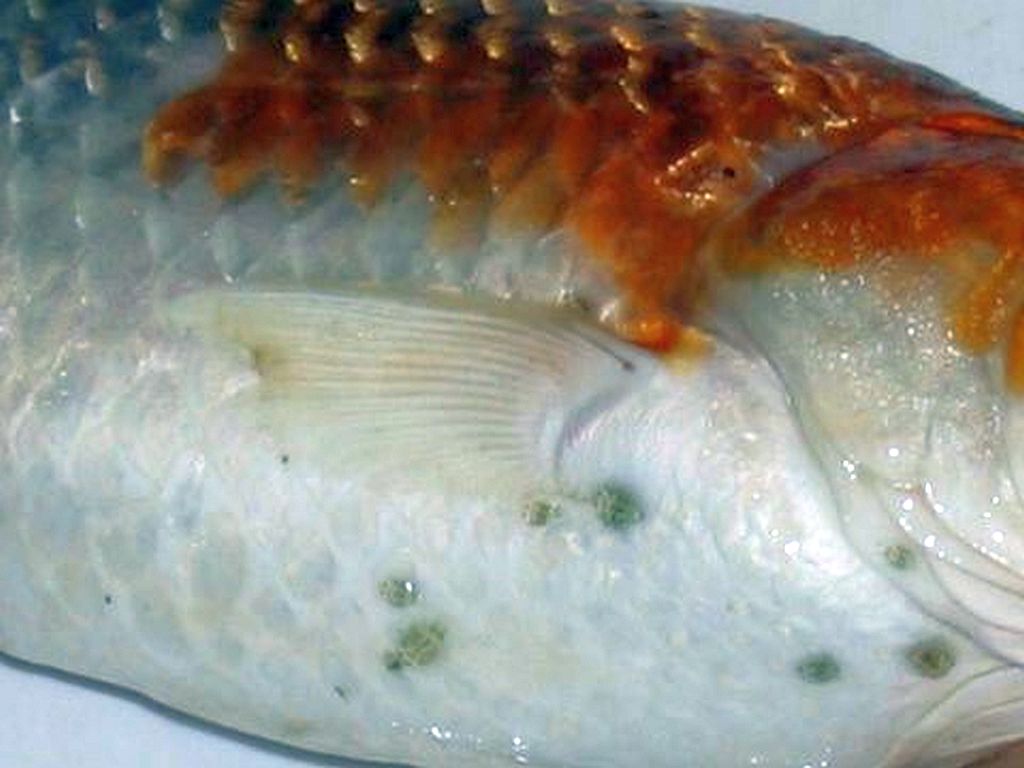 Fish Lice (Argulosis)