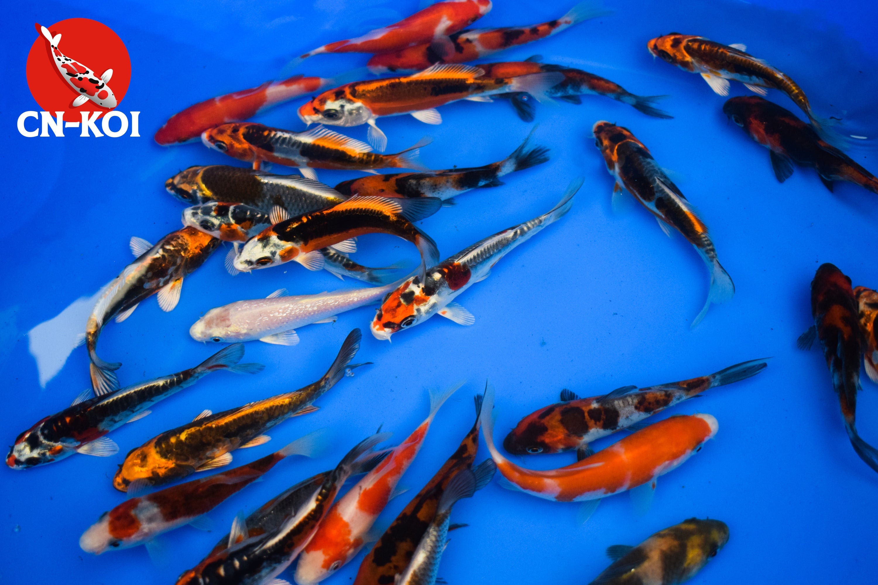 Koi fish stores near hot sale me