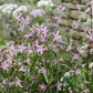 Lychnis Flos-Cuculi