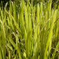 Glyceria Maxima Variegata