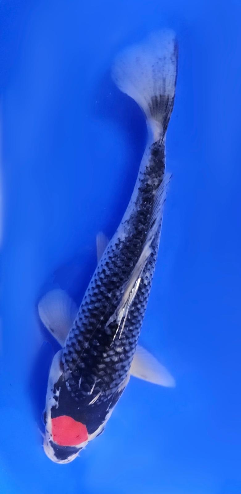 Tancho Goshiki - 20cm