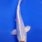 Doistu Tancho Sanke - 20cm