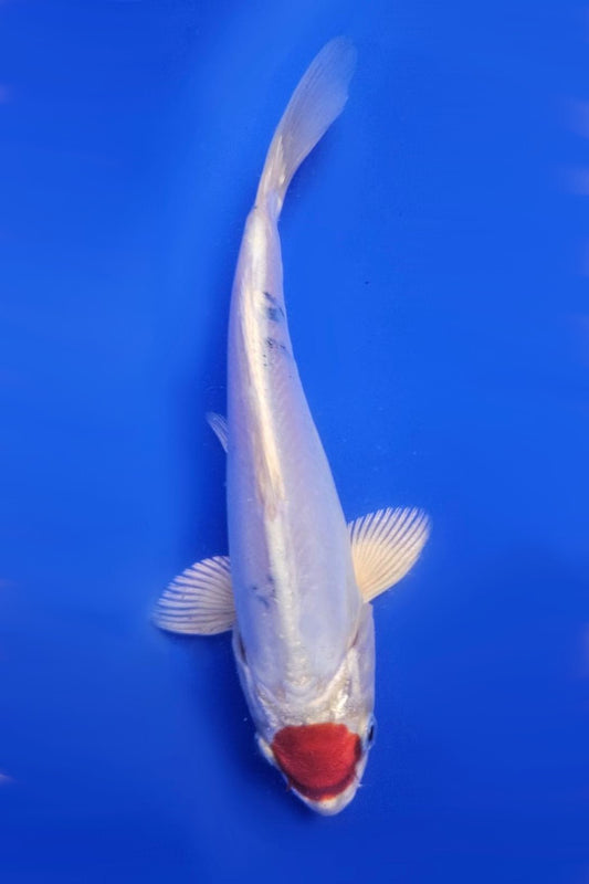 Doistu Tancho Sanke - 20cm