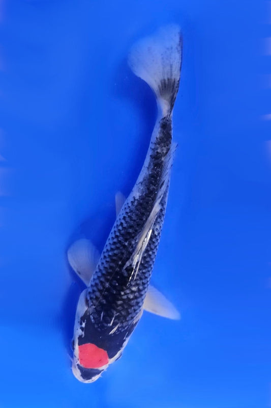 Tancho Goshiki - 20cm