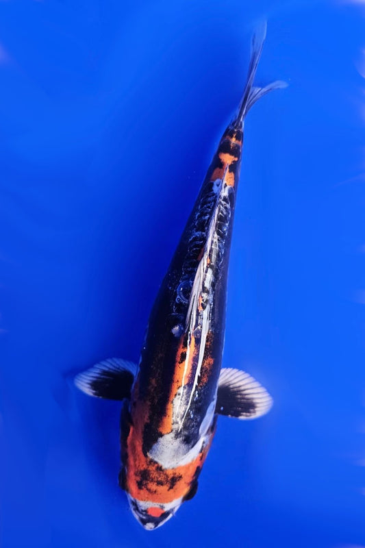 Beni Kikokuryu - 23cm