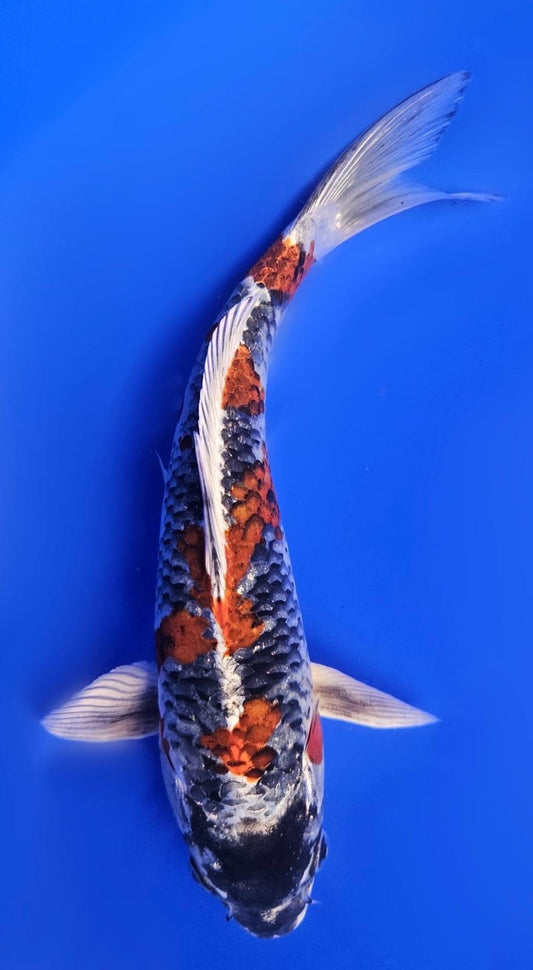 Kin Kujaku - 20cm