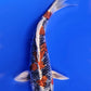 Kin Kujaku - 23cm