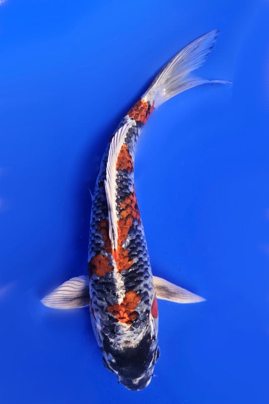 Kin Kujaku - 23cm