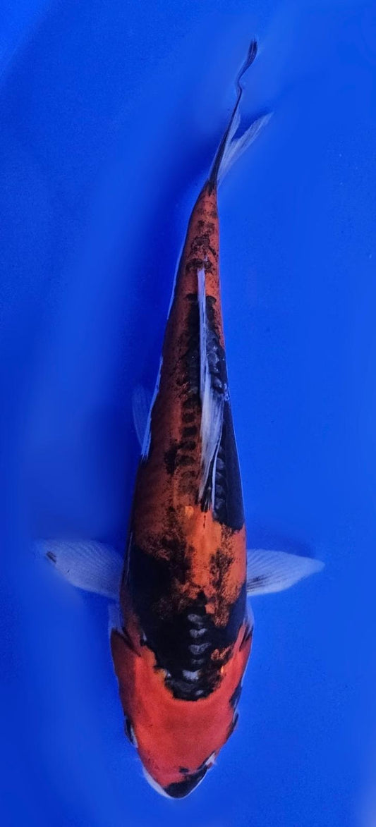 Goshiki - 20cm