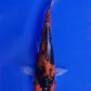 Goshiki - 23cm