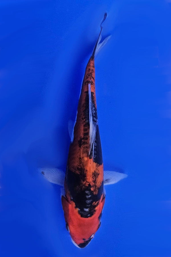 Goshiki - 23cm