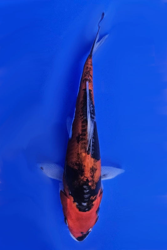 Goshiki - 23cm