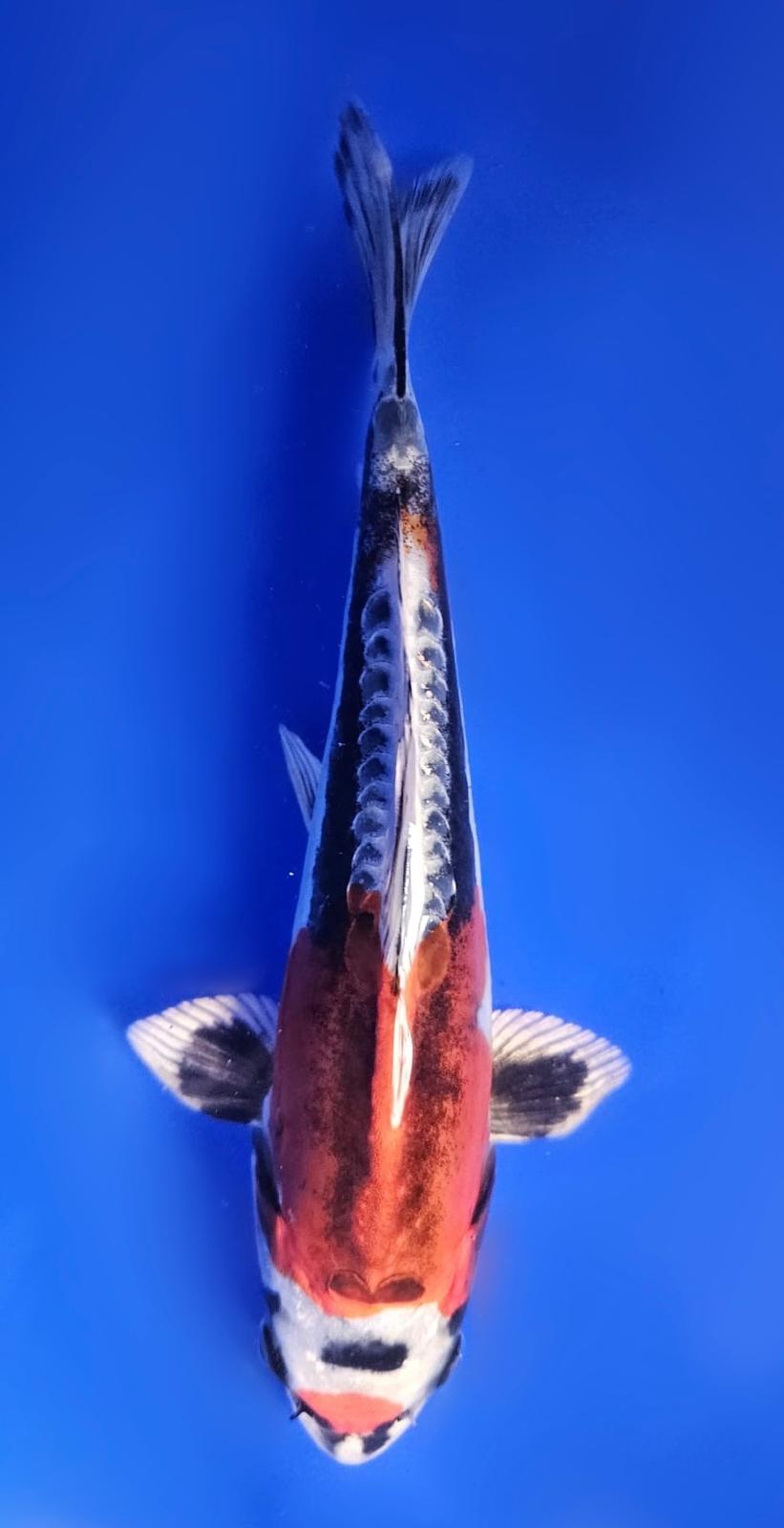 Beni Kikokuryu - 23cm