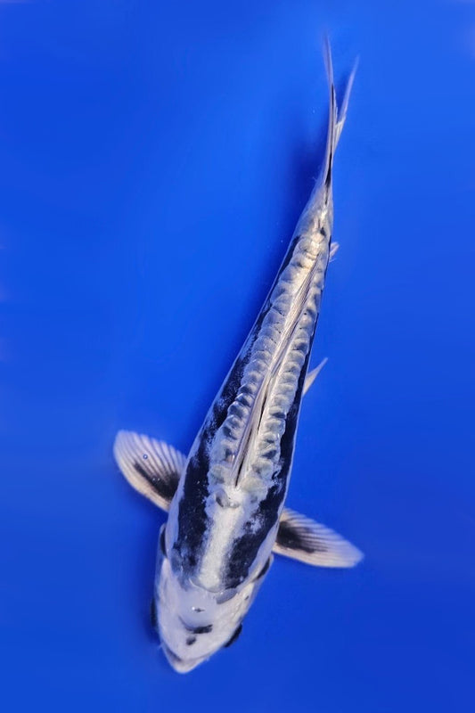 Kikokuryu - 23cm