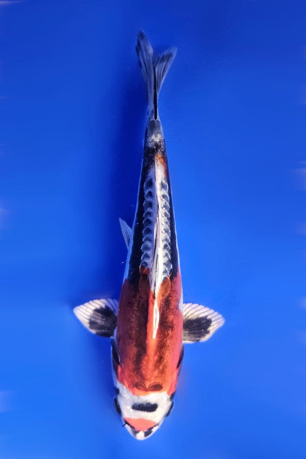 Beni Kikokuryu - 23cm