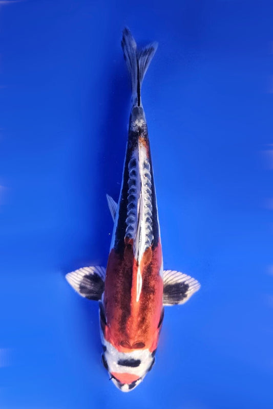 Beni Kikokuryu - 23cm