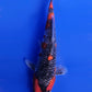 Goshiki - 23cm