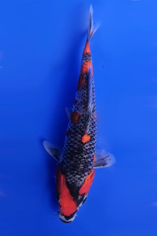 Goshiki - 23cm