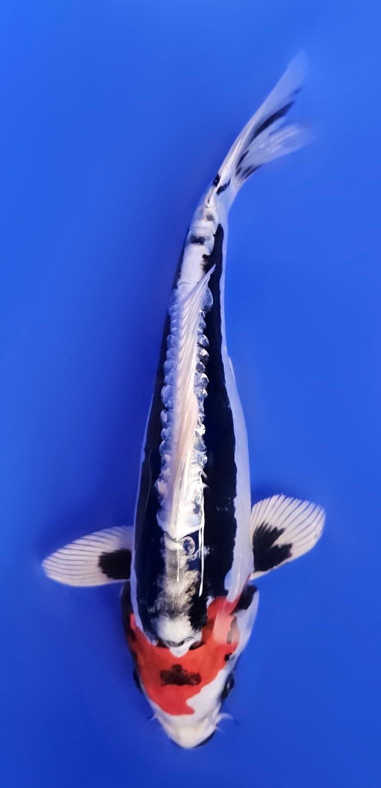 Beni Kikokuryu - 20cm