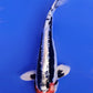 Beni Kikokuryu - 23cm
