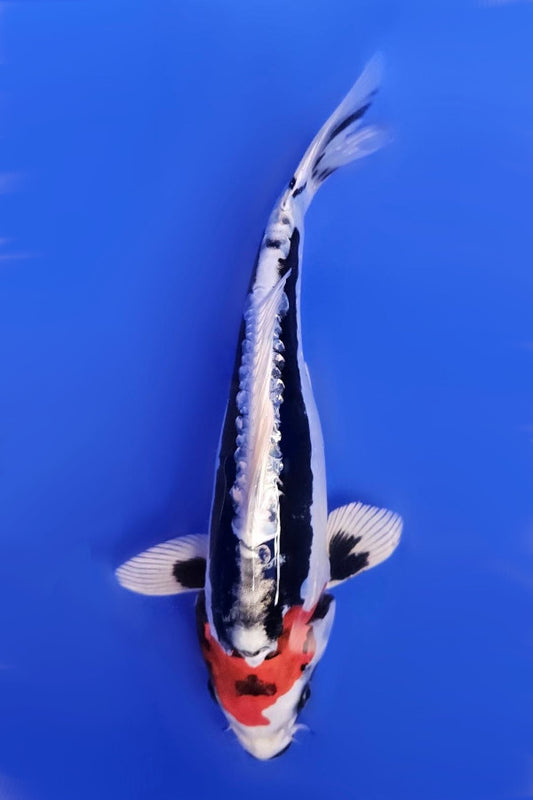 Beni Kikokuryu - 23cm