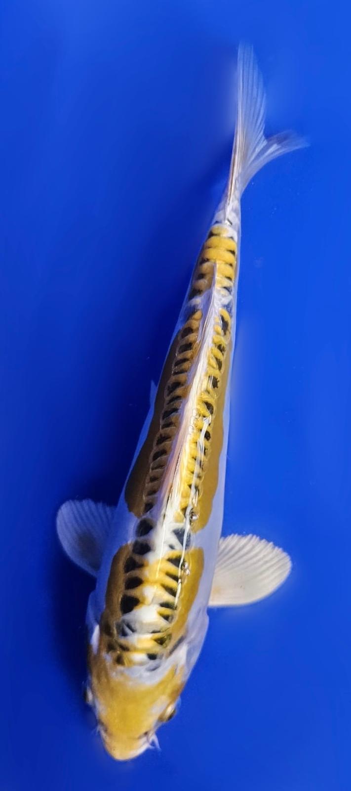 Yellow Dragon - 22cm
