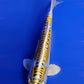 Yellow Dragon - 23cm