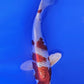 Kujaku - 23cm