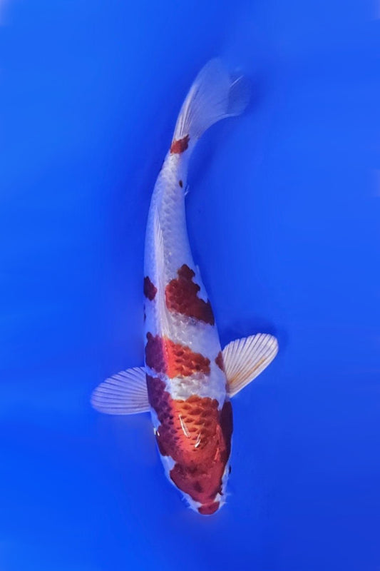 Kujaku - 23cm