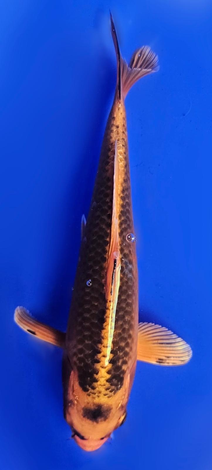 Tancho Matsuba - 20cm
