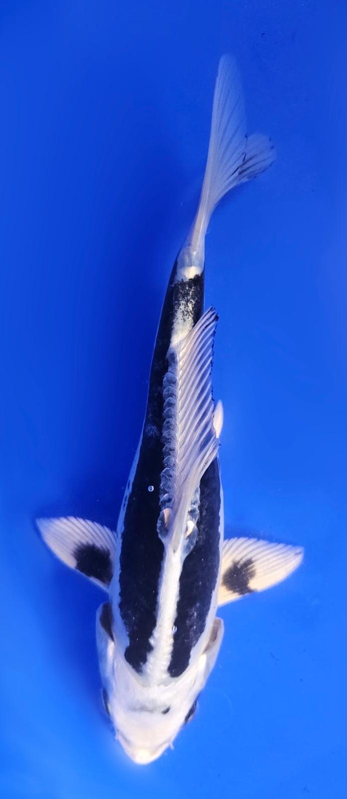 Kikokuryu - 22cm