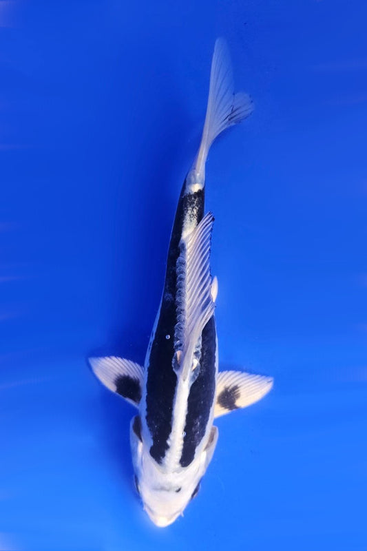Kikokuryu - 23cm