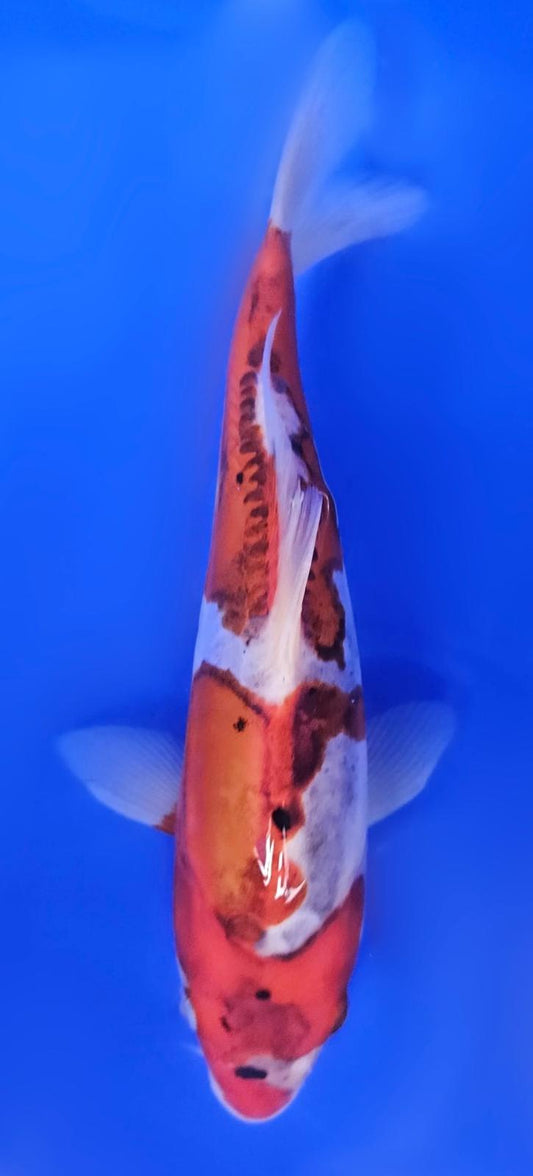 Doistu Goromo Metalic - 20cm