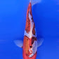 Doistu Goromo Metalic - 23cm
