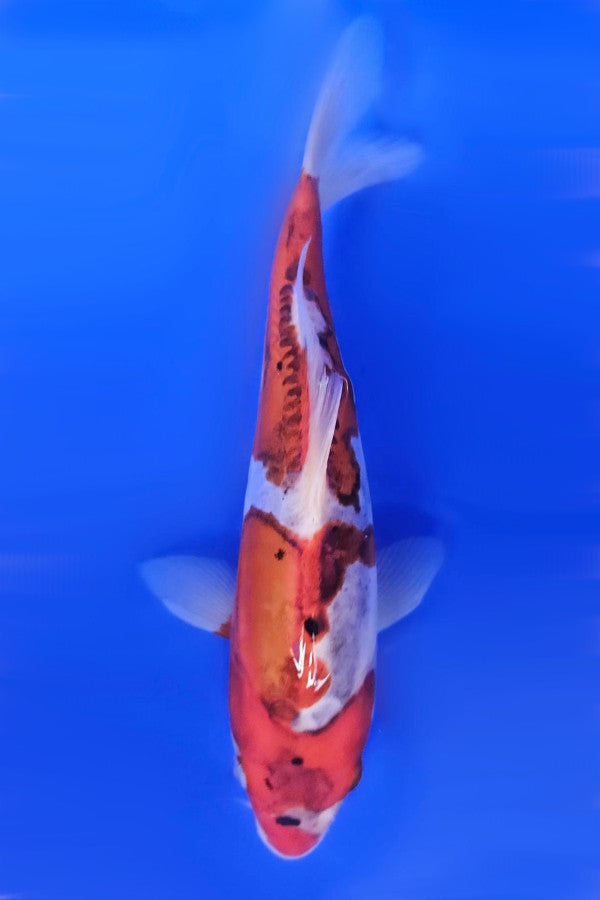 Doistu Goromo Metalic - 23cm