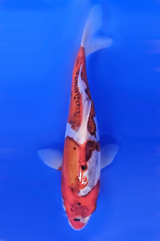 Doistu Goromo Metalic - 23cm