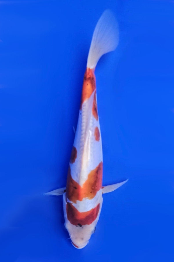 Doitsu Goromo - 23cm