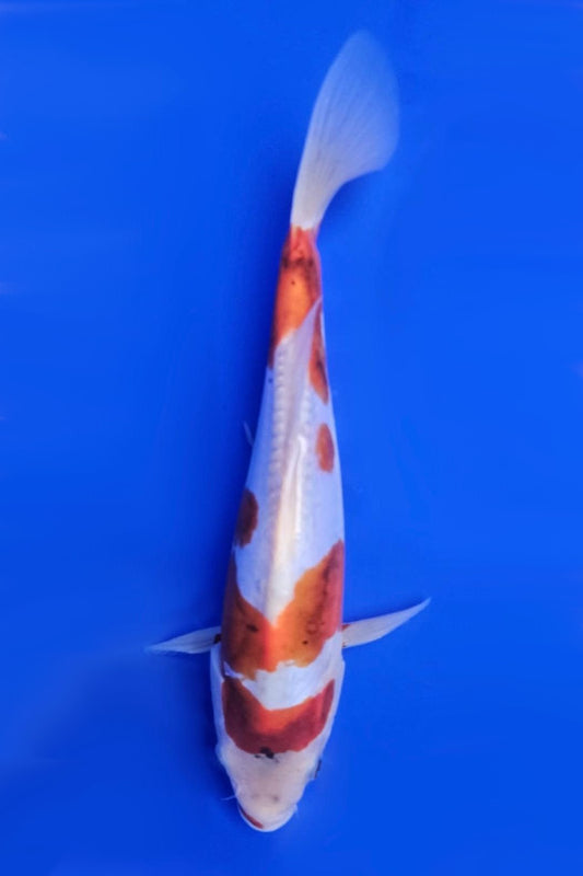 Doitsu Goromo - 23cm