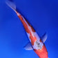 Sanke - 23cm