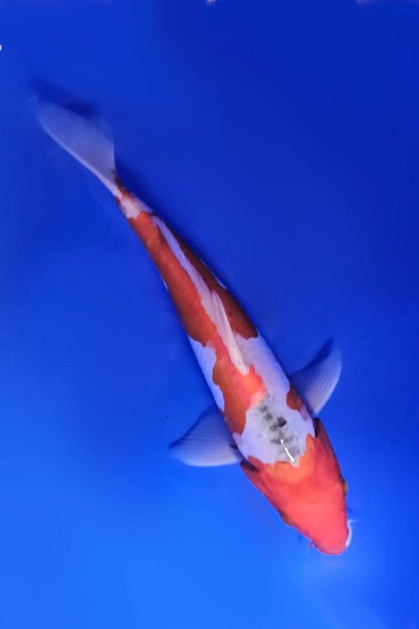 Sanke - 23cm