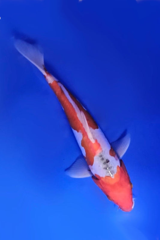 Sanke - 23cm