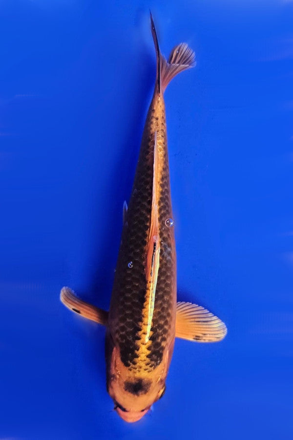 Tancho Matsuba - 23cm